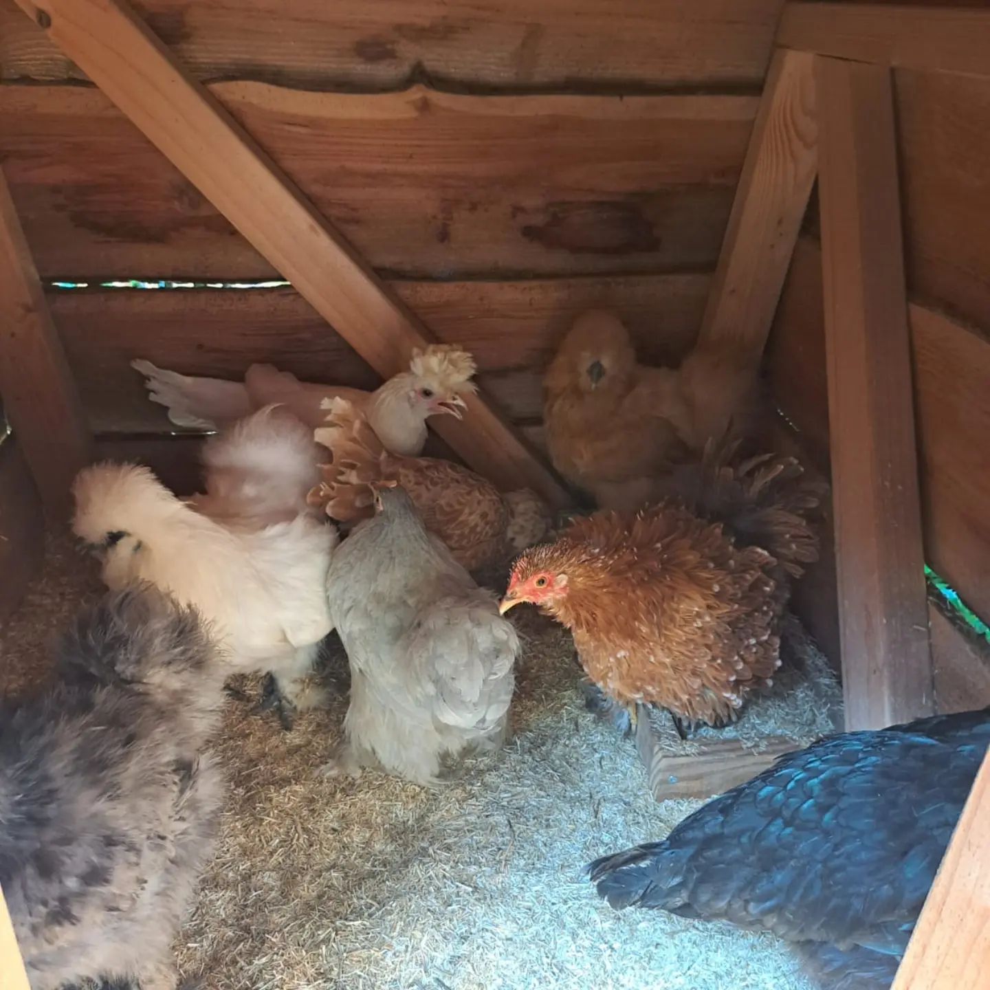 Afgewerkte kippenvilla
